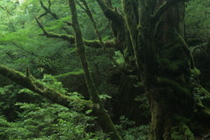 約束のネバーランド 映画化 ロケ地