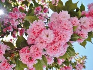 八重桜,花びら,枚数