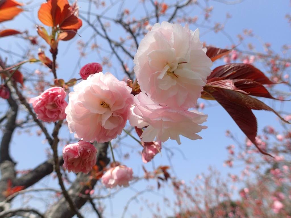 八重桜,苗木,植え方