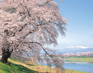 2020,白石川一目千本桜,見ごろ,駐車場