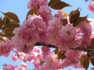 50 桜 花びら 枚数 最高の花の画像