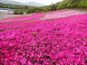 2020,芝桜,名所,愛知