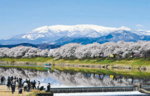2020,白石川一目千本桜,見ごろ,駐車場