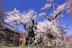 八重桜,寿命
