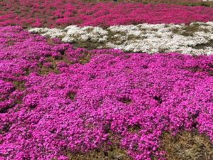 2020,芝桜,名所,愛知