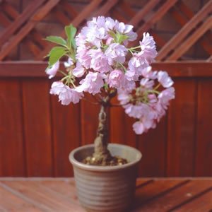 八重桜,苗木,植え方