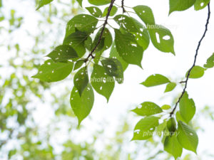 八重桜,苗木,植え方
