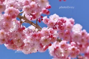 八重桜,寿命