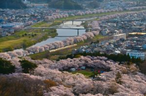 2020,白石川一目千本桜,見ごろ,駐車場