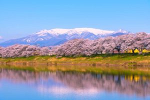 2020,白石川一目千本桜,見ごろ,駐車場