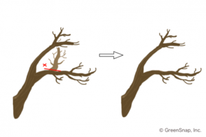 八重桜,苗木,植え方