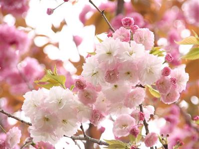 八重桜,寿命