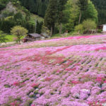 2020,芝桜,名所,愛知
