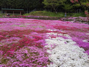 2020,芝桜,名所,愛知