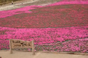 2020,芝桜,名所,愛知