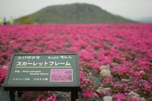 2020,芝桜,名所,愛知