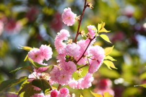 八重桜,花びら,枚数