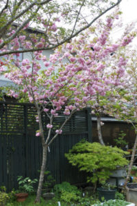 八重桜,苗木,植え方