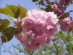 八重桜,寿命