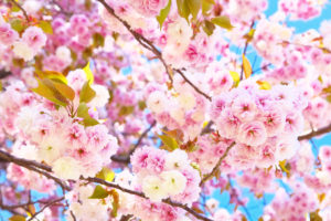 八重桜,寿命