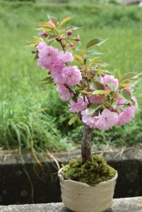 八重桜,苗木,植え方