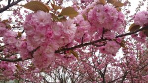 八重桜,花びら,枚数