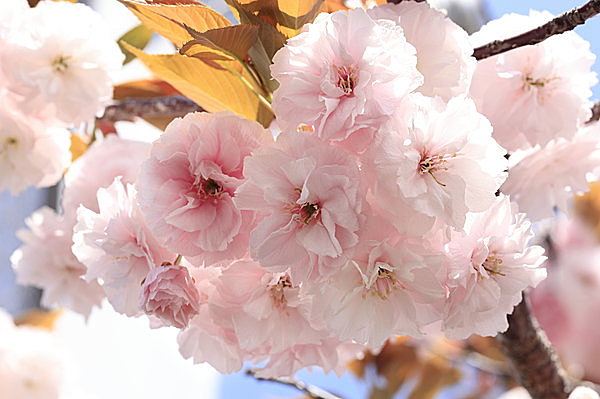 八重桜,花びら,枚数