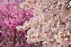 八重桜,寿命