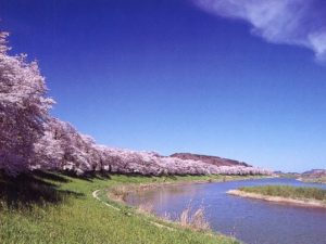 2020,白石川一目千本桜,見ごろ,駐車場