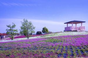 2020,芝桜,名所,愛知