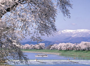 2020,白石川一目千本桜,見ごろ,駐車場