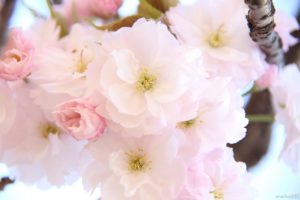 八重桜,花びら,枚数