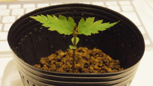 八重桜,苗木,植え方