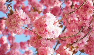 八重桜,花びら,枚数