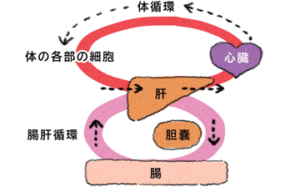 美空ひばり,病名