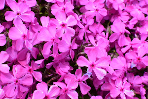 茶臼山高原,2020,芝桜,見頃