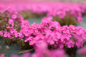 茶臼山高原,2020,芝桜,見頃