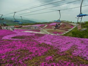 茶臼山高原,2020,芝桜,見頃