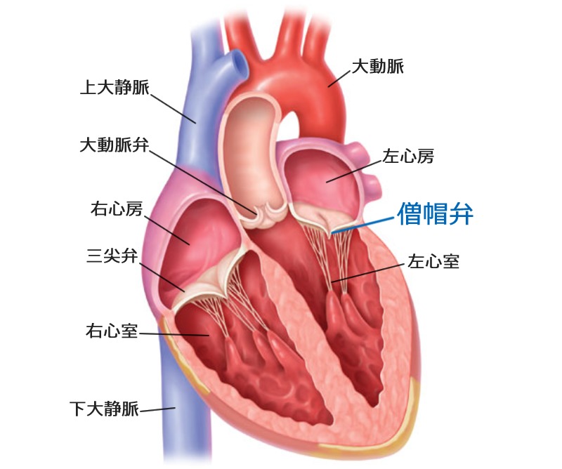 ローマ法王,帽子,名前