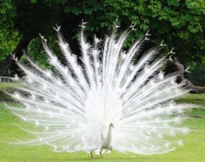 アルビノ,動物,画像